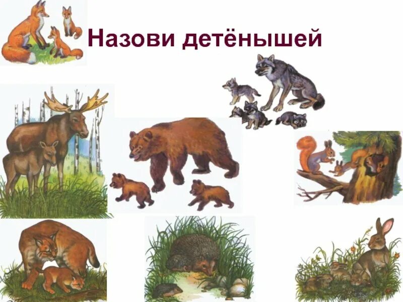 Развитие речи дикие животные весной. Изображения диких животных для детей. Дикие животные картинки для детей. Животные леса для дошкольников. Назови детенышей диких животных.