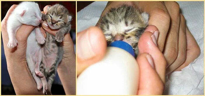 Как ухаживать за котенком 1 месяц. Маленькие котята которые только родились. Маленький котенок только родился. Новорожденные котята. Котята маленькие только родились.