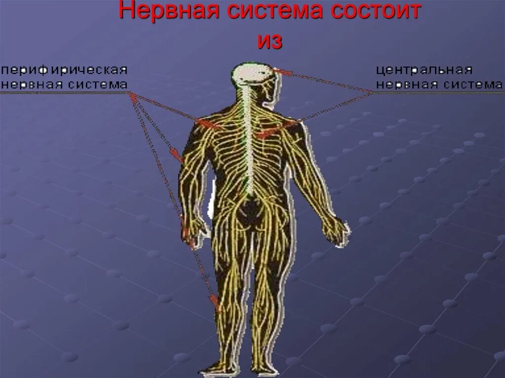 Что является центром нервной системы. Нервная система. Строение нервной системы. Центральная нервная система. Нервная система состоит.