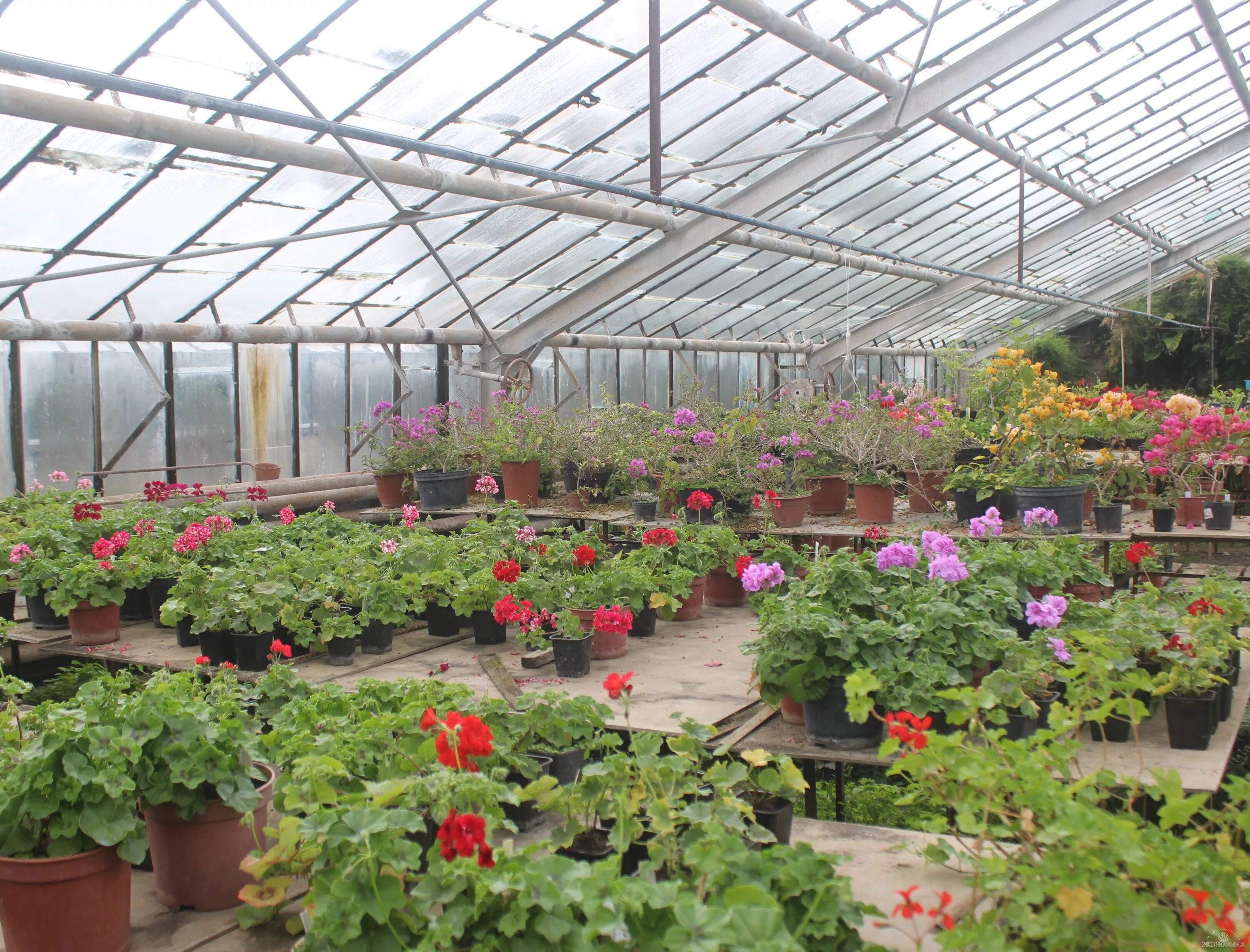 ботанический сад г волжский. волжский ботанический сад оранжерея. оранжерея волжский официальный сайт. ботанический сад волгоград в волжском. волжский ботанический сад оранжерея официальный сайт.