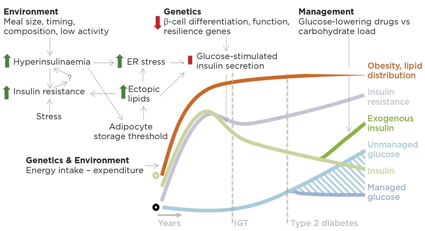 Insulin Resistance Type. Лин фаст инсулин. Insulin graph. Load_Diabetes график. Фаст инсулин