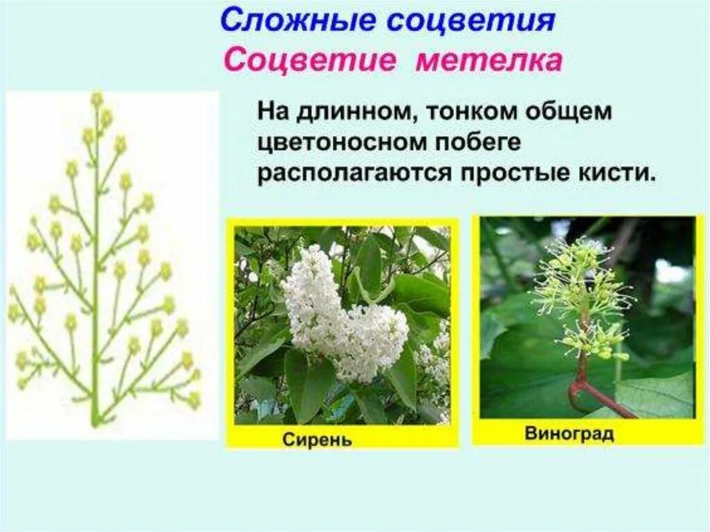 Соцветие сложный початок. Характерные признаки соцветия метелка. Сложная кисть метелка соцветие. Растения с соцветием метелка. Щитковидная метелка соцветие.