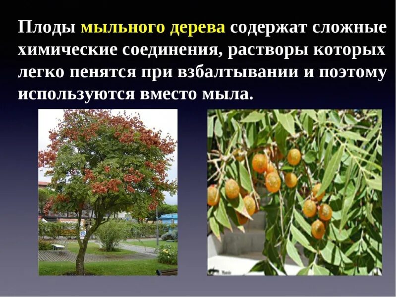 Кельрейтерия метельчатая