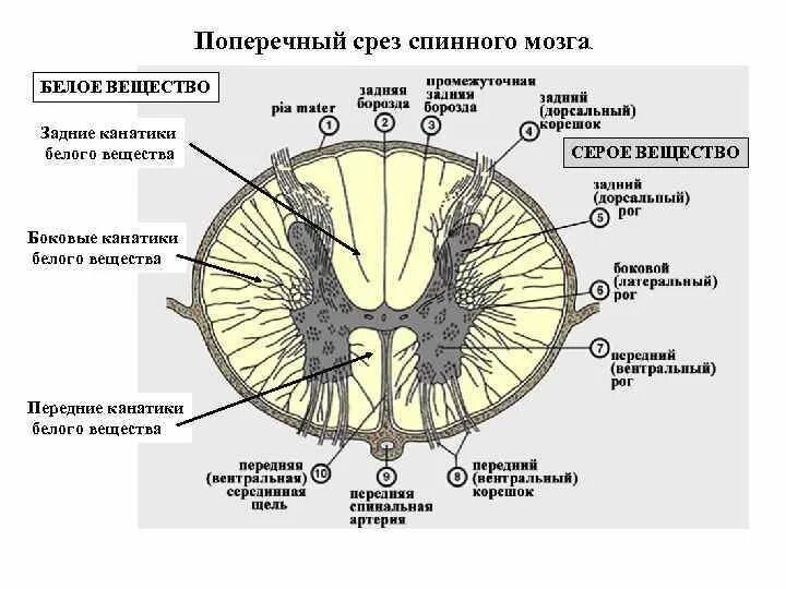 2 расположение спинного мозга Презентация Нервная система подготовка к ОГЭ/ЕГЭ по биологии