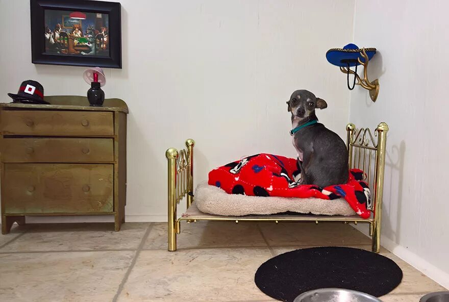 Bedroom dog. Комната для питомцев. Комната для собак в доме. Интерьер комнаты для собаки. Место для собаки в доме.