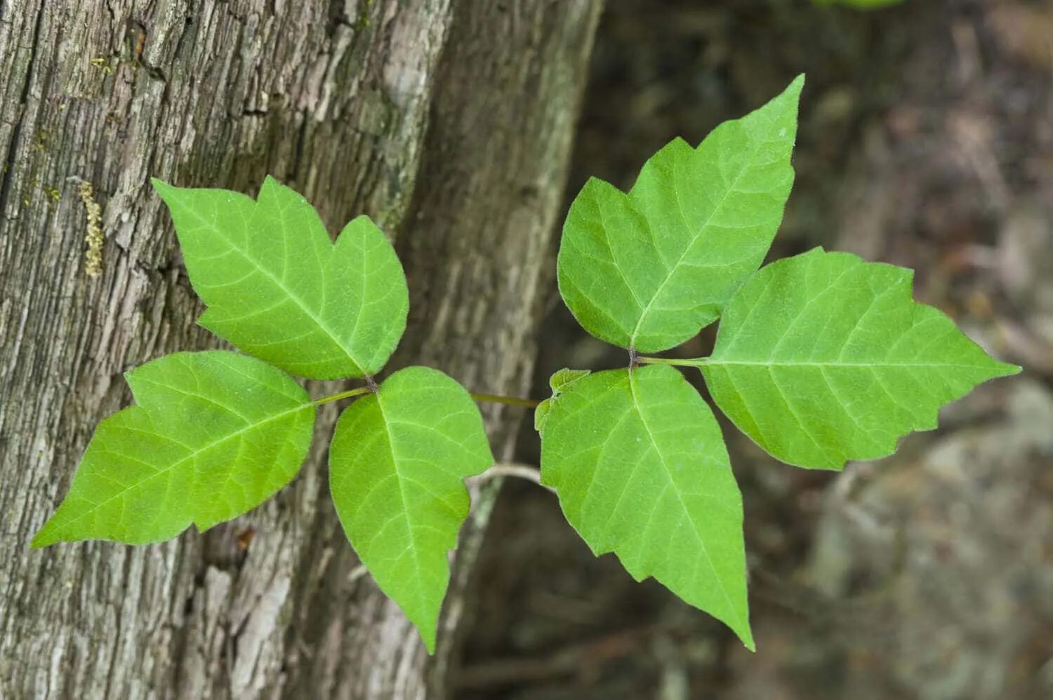 Poison plant. Плющ токсикодендрон. Плющ токсикодендрон ядовитый. Poison Oak растение.