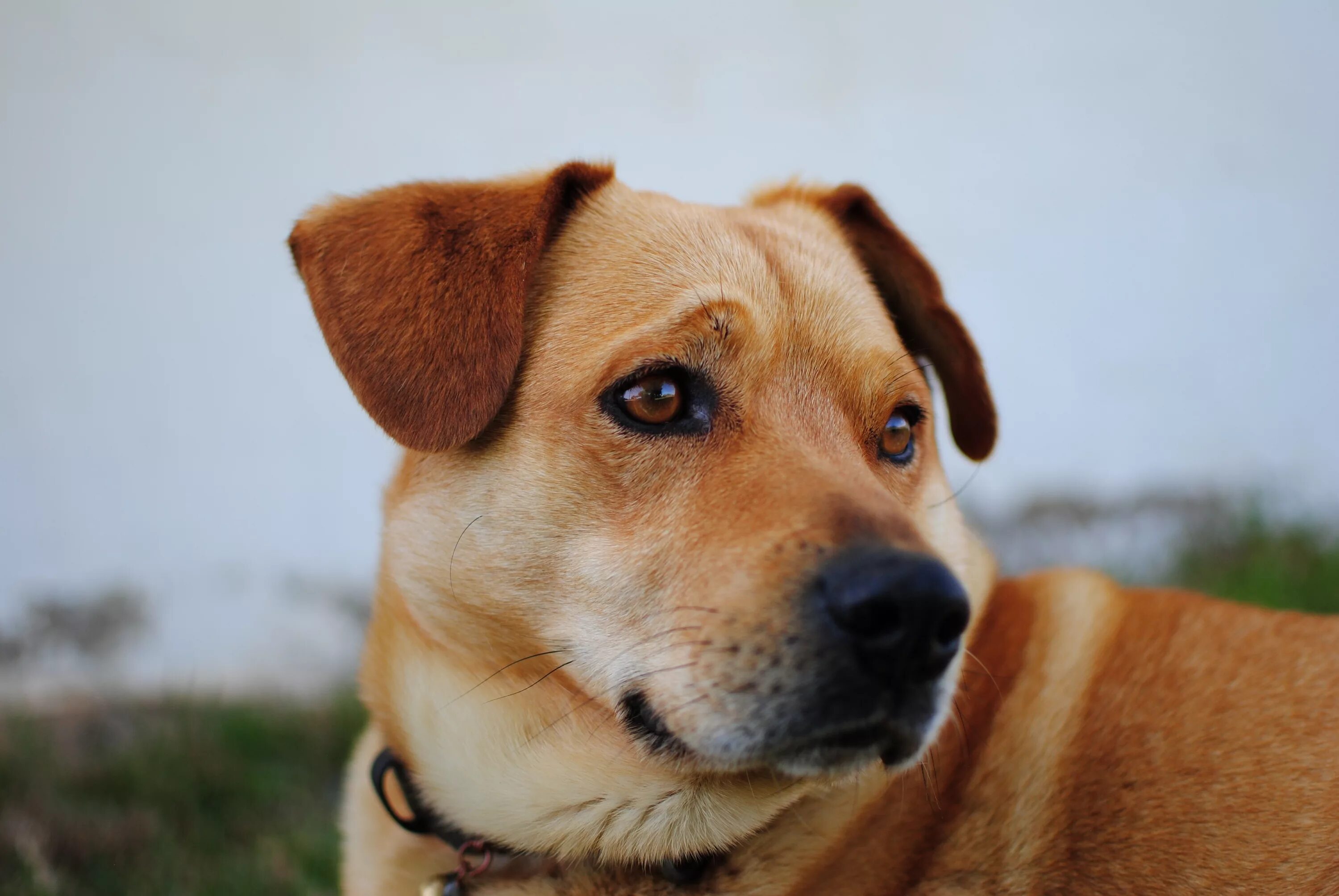 Восточноевропейская овчарка глаза. Dogs wiki. Dogs wiki. Акита-ину юмэ порода. Бордер-колли.
