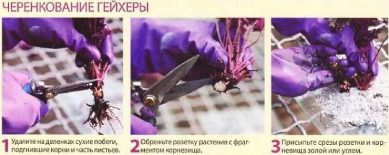 Как размножить гейхеру