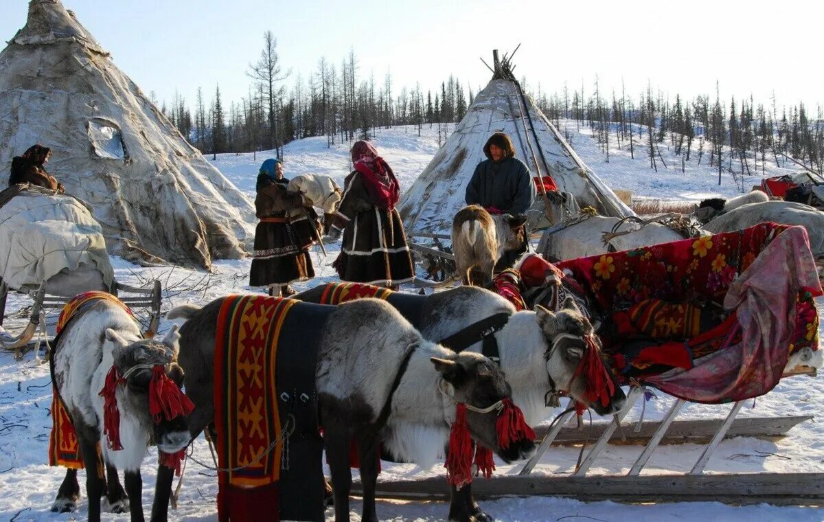 Население ненцев. Ненцы Ханты манси. Белый ягель 2014. Белый ягель Ненецкий народ.