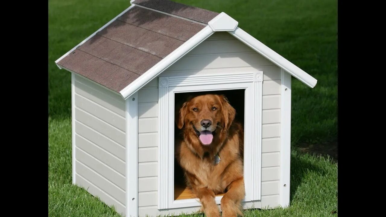 New dog house. Собачья будка. Собака с конурой. Собака сидит в будке. Будка для собаки около магазина.