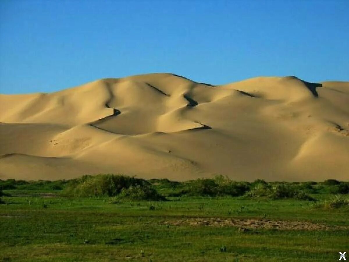 Гоби это пустыня. Пески пустыни Гоби. Монголия Гоби. Монголия пустыня Гоби 2023. Пустыня Гоби растительный мир.
