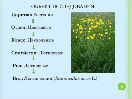 Общий вид растения это