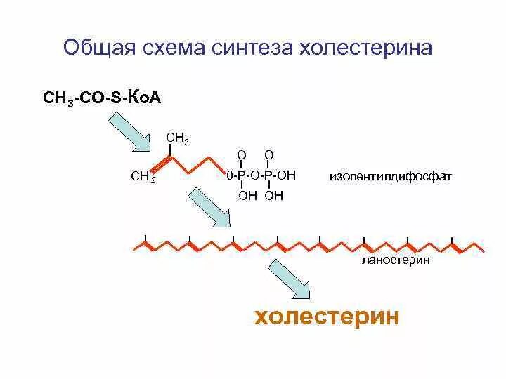 Ферменты холестерина. Синтез холестерина схема. Холестерол биохимия Синтез. Общая схема синтеза холестерина. Этапы синтеза холестерина биохимия.