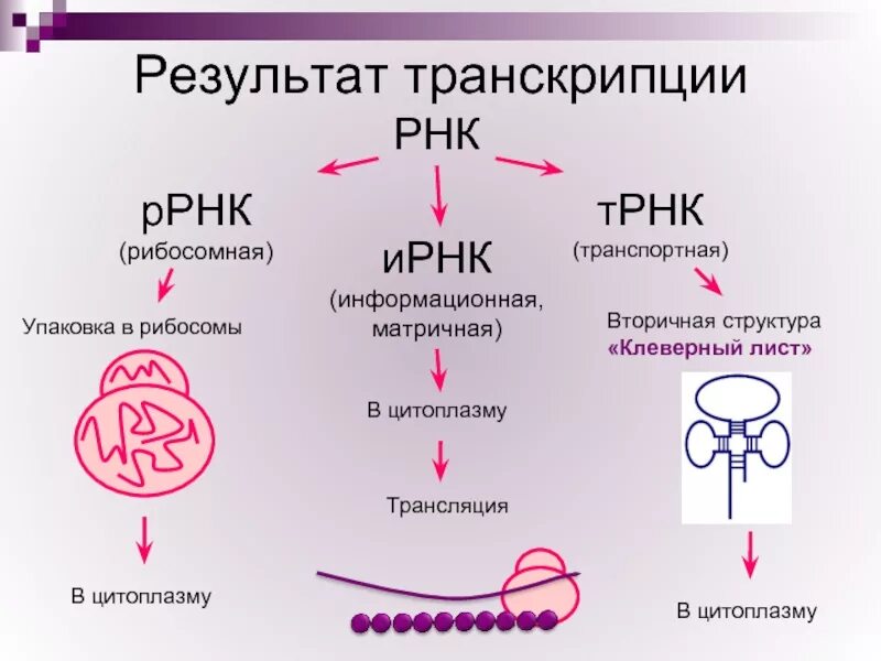 Днк какой мономер. Структура ИРНК ТРНК РРНК. Информационная РНК транспортная РНК рибосомная РНК. Нуклеиновые кислоты функции РНК. Строение нуклеиновых кислот транскрипция.