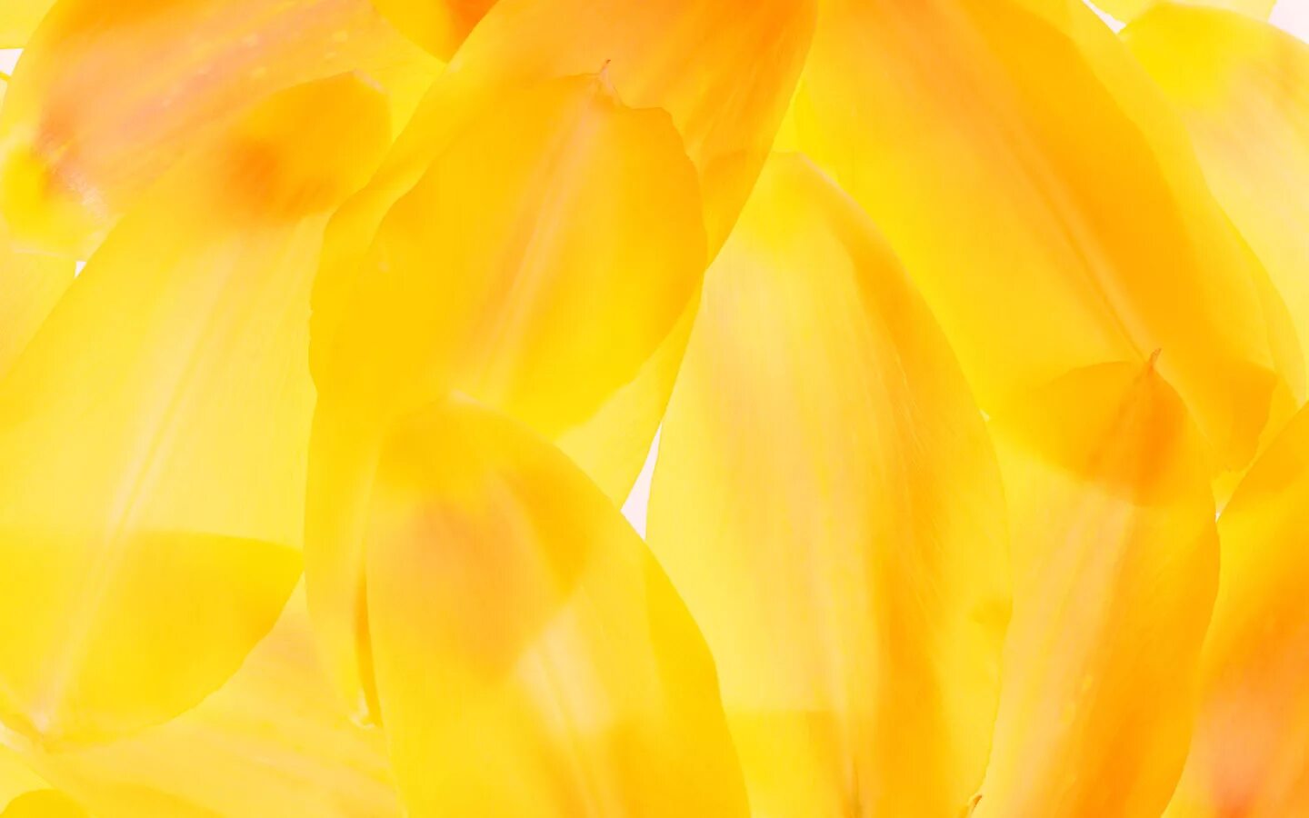 Алюминий имеет желтый цвет. Желто оранжевые цветы. Красивый фон желтого цвета. Нежные желто оранжевые цветы. Желтая абстракция.