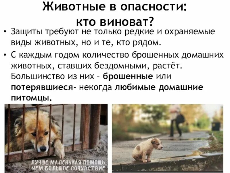 Пример отношения к животным. Об отношении к животным. ответственное отношение к домашним животным. отношение людей к животным.