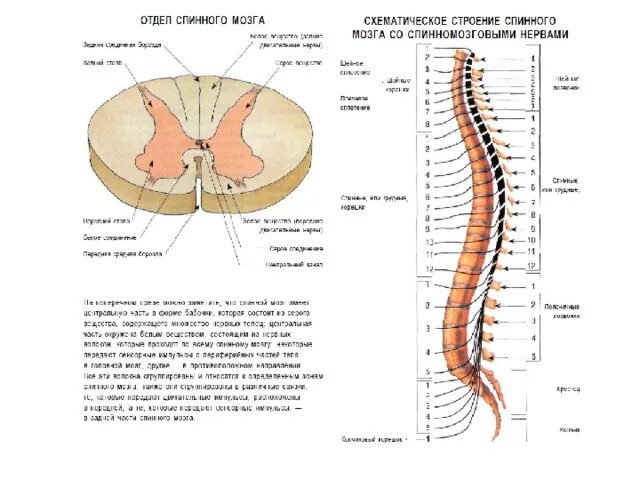 Серые столбы спинного мозга. Ядра задних столбов спинного мозга. Строение сегмента спинного мозга. Передние и боковые столбы спинного мозга. Передняя спайка спинного мозга.