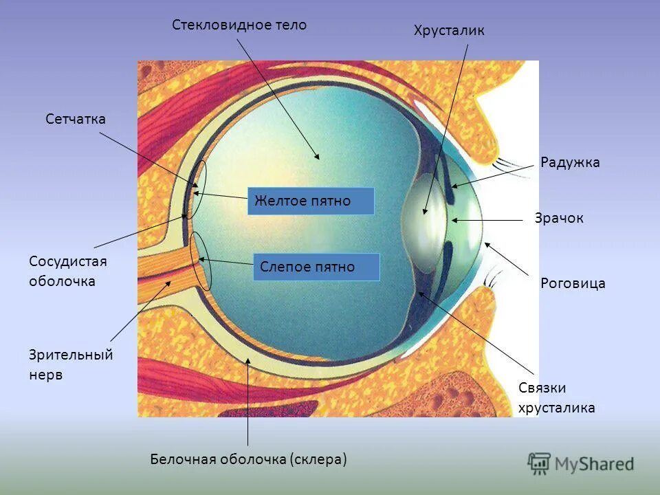 Строение глаза человека 8 класс