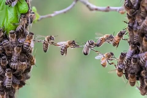 Почему пчелы улетают из улья осенью