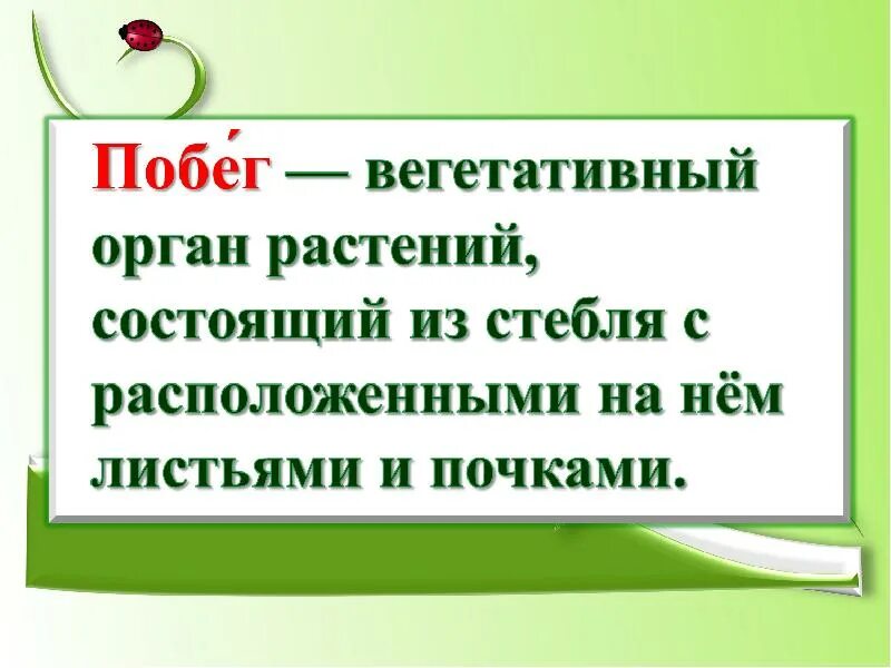 Побег презентация 6 класс. Презентация побег. презентация по биологии 6 класс побег и почки. биология 6 класс побег его строение и развитие. тема побег и его строение развитие презентация.