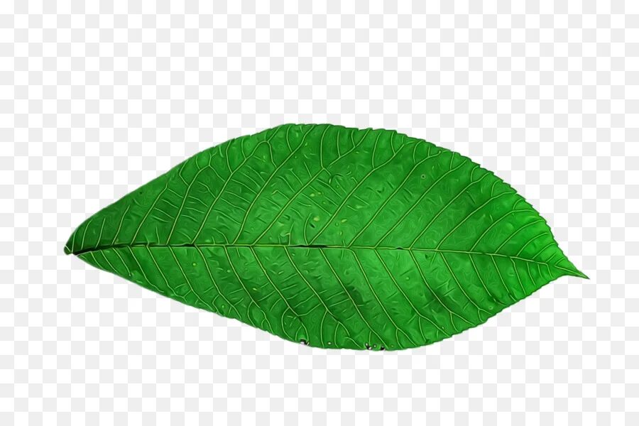 Real leaf. Листья текстура без фона. banana leaf png. banana leaves png.