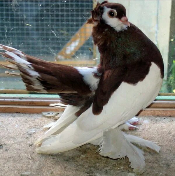 Culbutant Eisk Pigeon breeds, Tumbler pigeons, Homing pigeons