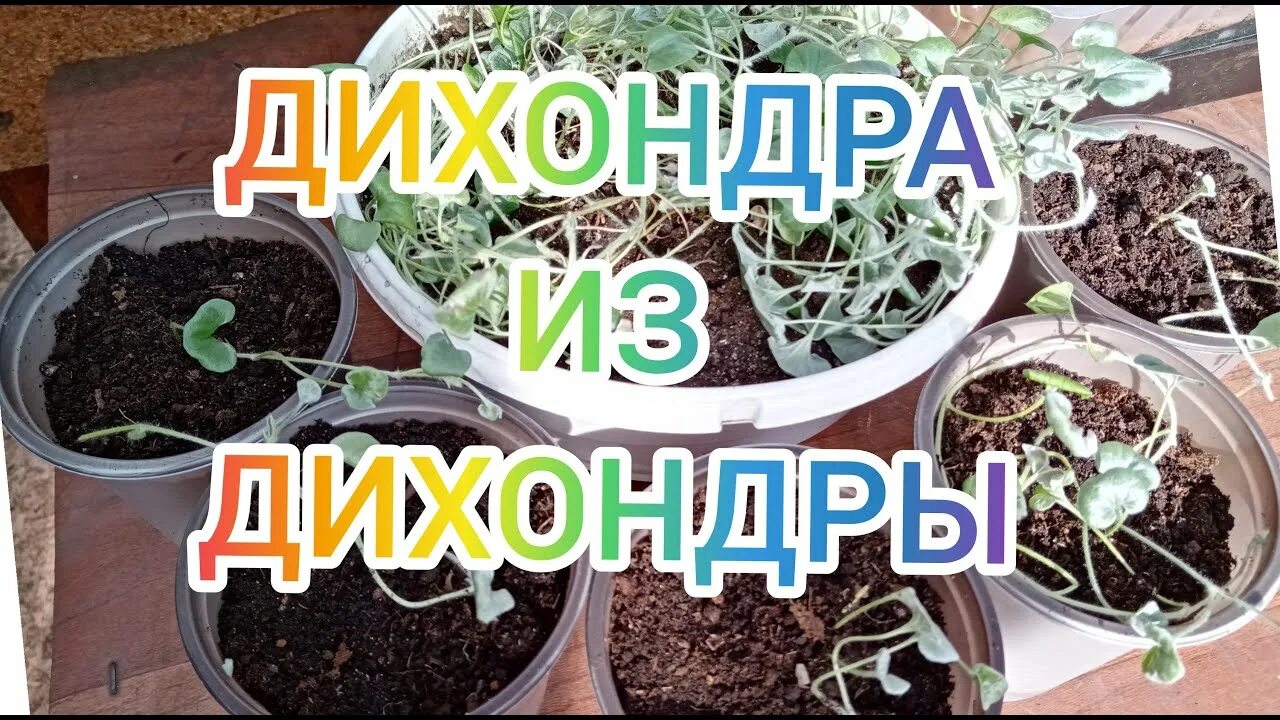 Дихондра посев семян на рассаду хитрости. Всходы дихондры серебристой. размножение дихондры. дихондра всходы из семян. дихондра рассада из семян.