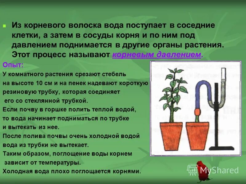 Минеральное питание клеток