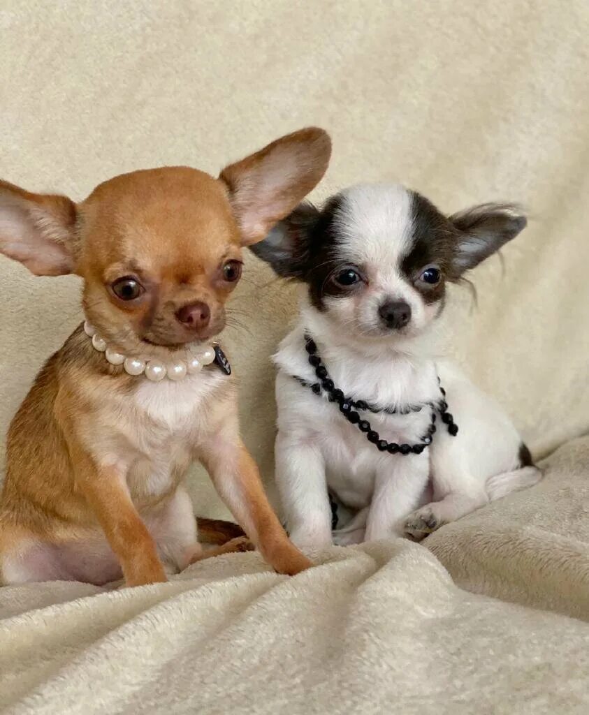 микро мини чихуахуа. чау хуа гладкошерстная. микро мини чихуахуа. карликовый чихуахуа. карликовый чихуахуа.