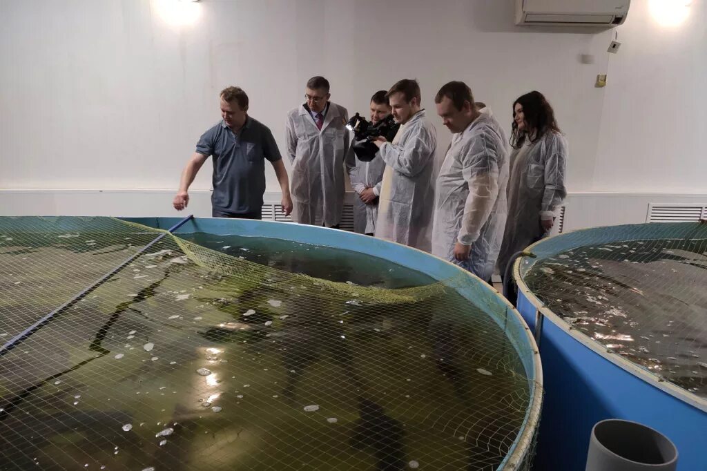Почему очень важно развивать рыбоводство. Аквакультура блиновский алексей. русанов аквакультура. аквакультура вологда. алексей блиновский рыбоводство.