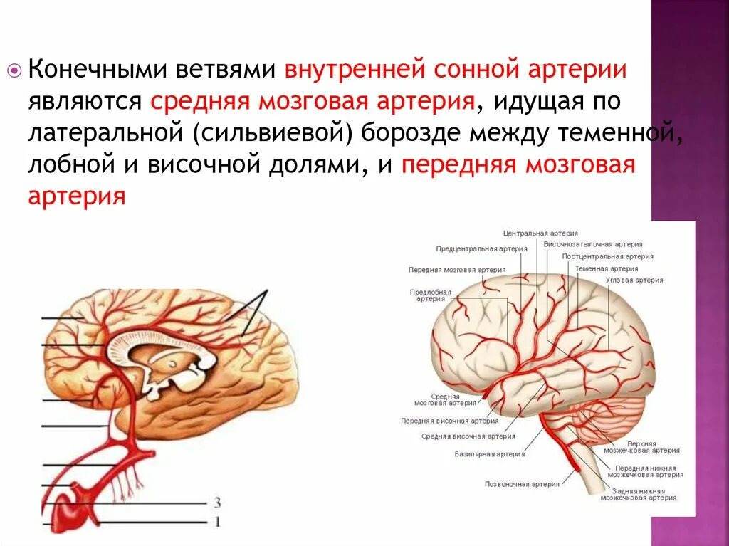 Левая средняя мозговая артерия инсульт. Ветви средней мозговой артерии. Сильвиева борозда головного мозга. Передняя мозговая артерия. Средняя мозговая артерия кровоснабжает.