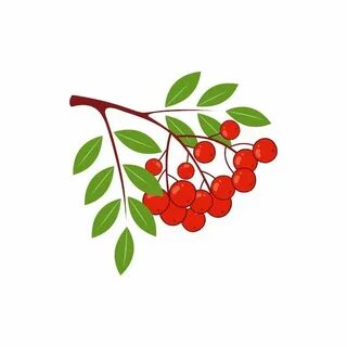 Нарисовать ветку рябины с ягодами