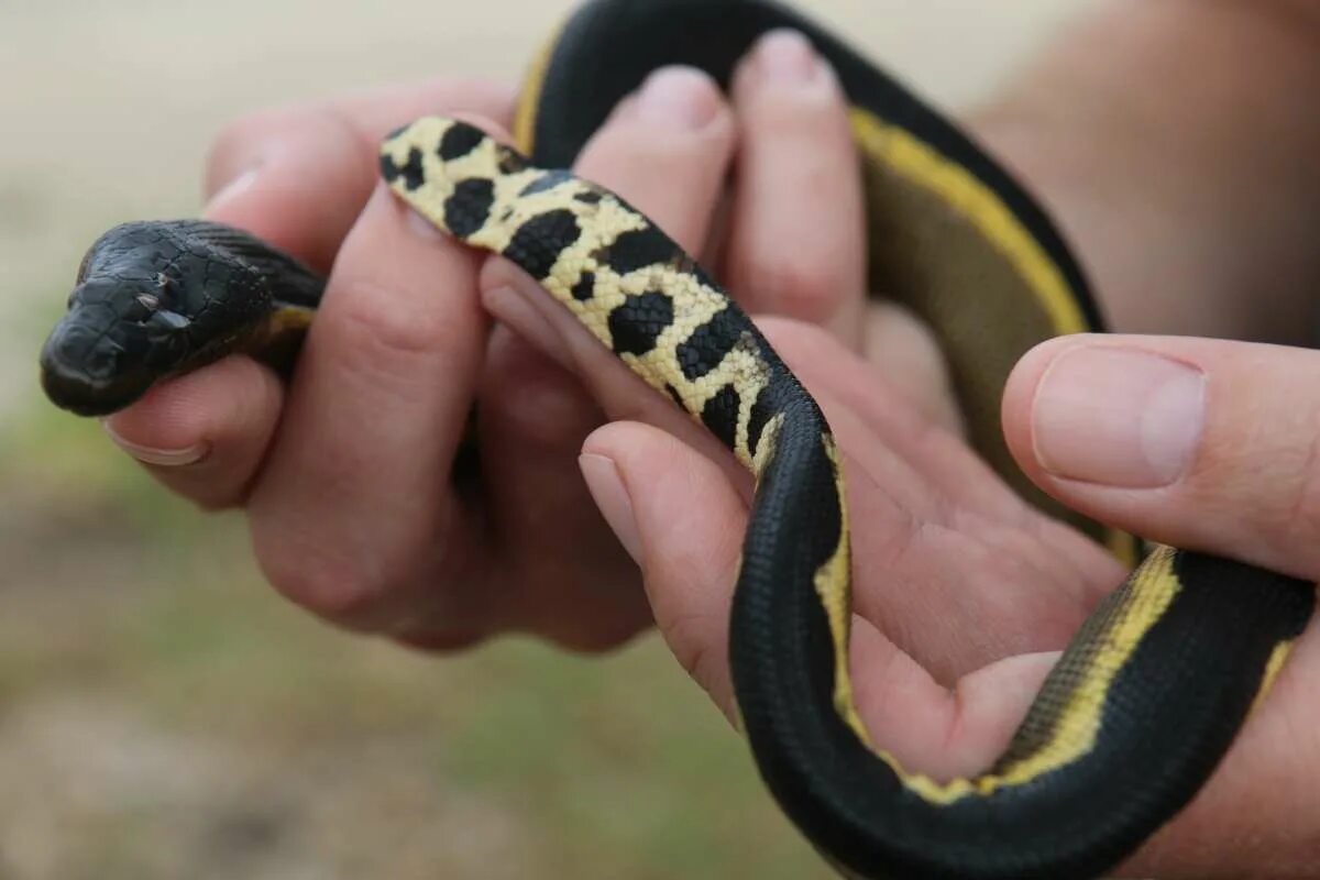 Yellow-bellied Sea Snake. Пеламида змея. Маленькая змея. Самые маленькие змеи.