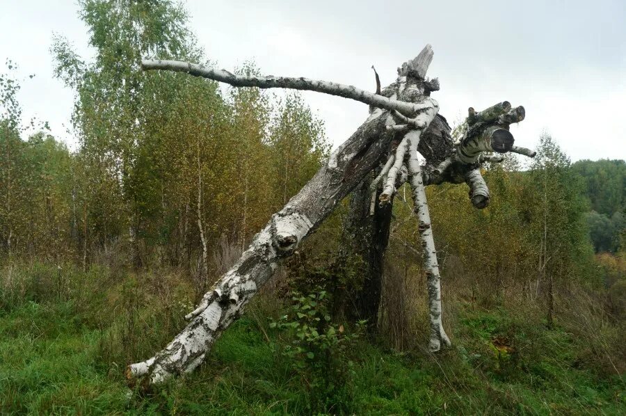 Марийская Священная берёза Цепельская. Поваленная береза. Гигантская береза. Изогнутая береза. Гнутые березы