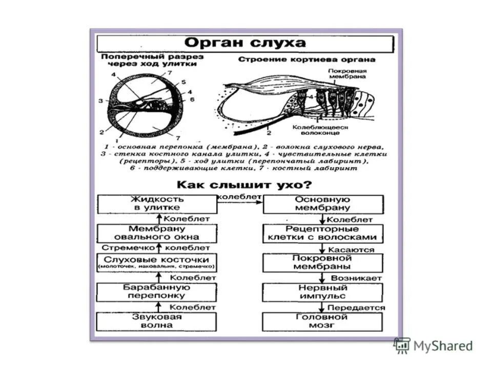 Таблица анализаторы 8 класс биология строение и функции. Анализаторы анатомия человека таблица. Анализаторы человека таблица биология 8 класс. Анализаторы ЕГЭ биология таблица. Биология 8 класс органы чувств анализаторы