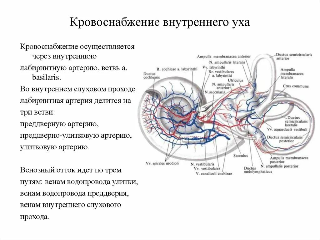 Кровоснабжение внутреннего уха венозный отток. Кровоснабжение и иннервация внутреннего уха. Кровоснабжение внутреннего уха анатомия. Венозный отток из внутреннего уха. Внутреннее ухо кровообращение