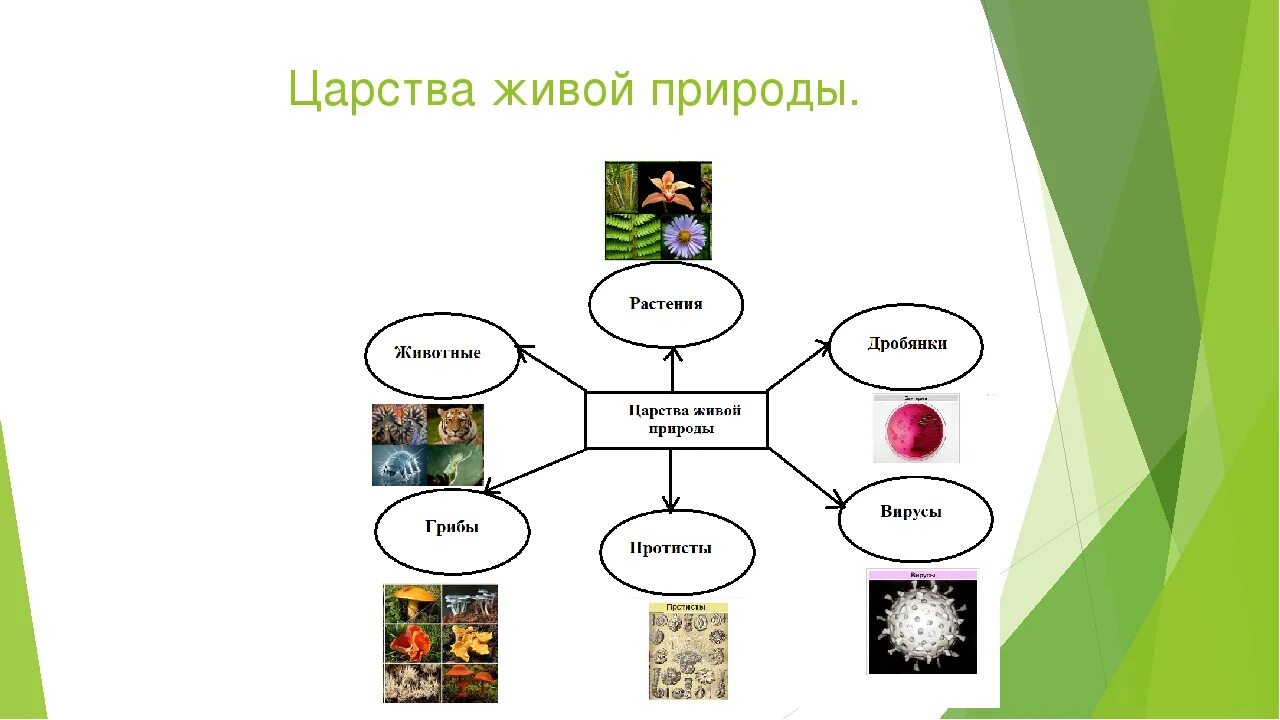 Самое простое строение у представителей царства. Классификация Царств живой природы. Царство живой природы классификация схема. Царства живой природы 5 класс биология. Царства живых организмов 5 класс биология.