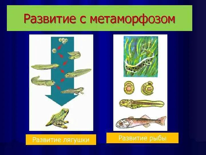 Постэмбриональное развитие лягушки стадии. Схема развития рыбы. РАЗВИТИЕС метамофозом. Развитие с метаморфозом у рыб. Черепахи развитие с метаморфозом