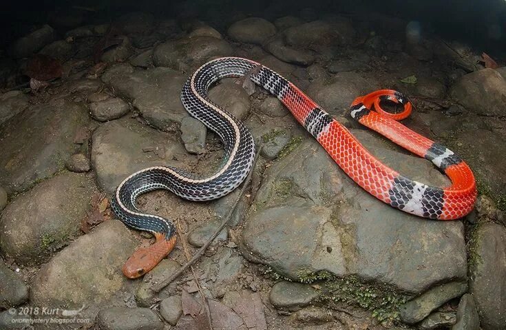 Banded Krait in September 2017 by Colin Chiu - iNaturalist Canada