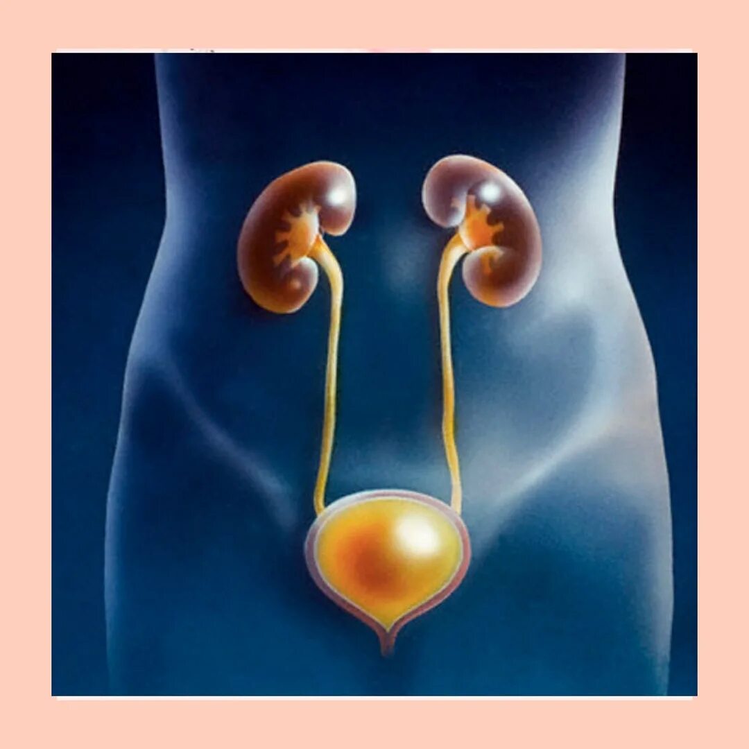 Трихомонадный уретрит. Как почистить мочевыводящие пути. Почки и мочевыделительная система. Как почистить мочевыводящие пути. Мочевой пузырь.