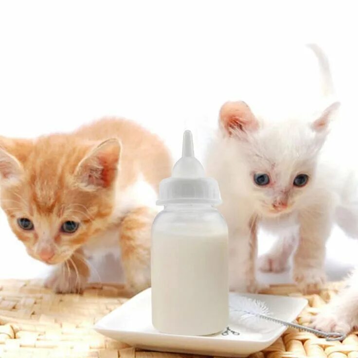 Кормление котят. Кошка и молоко. Молочко для котенка месячного. Кошачье молоко.
