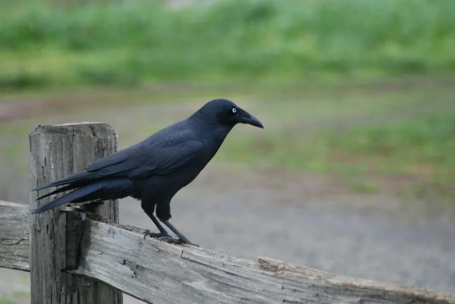 К чему снится ворона в доме. Тасманийский ворон. corvus tasmanicus. сулавесский ворон. ворона в деревне.