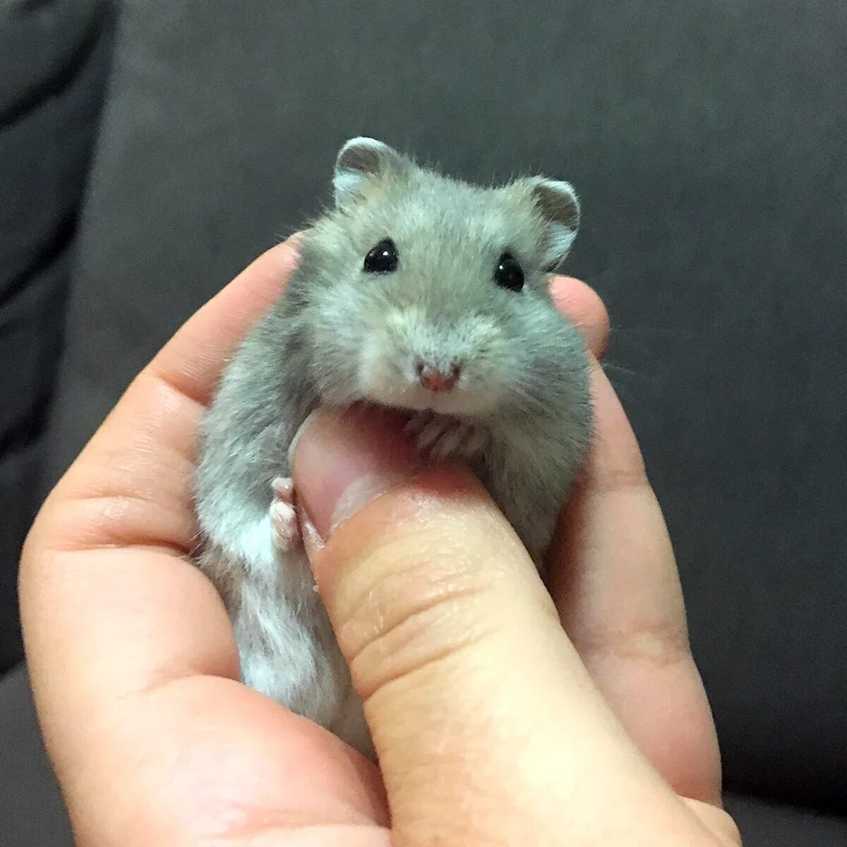 Хомяки породы роборовского. Карликовый хомяк джунгарский. Карликов хомячки. Карликов хомячки. Джунгарский хомячок хомяки.