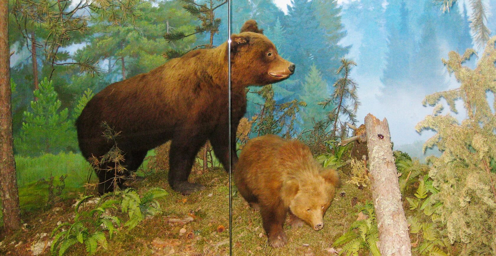 Выставка животных смоленск. Ярмарки по раздаче бездомных животных. Выставка животные реклама. Живые тропики. Выставка животных юрга.