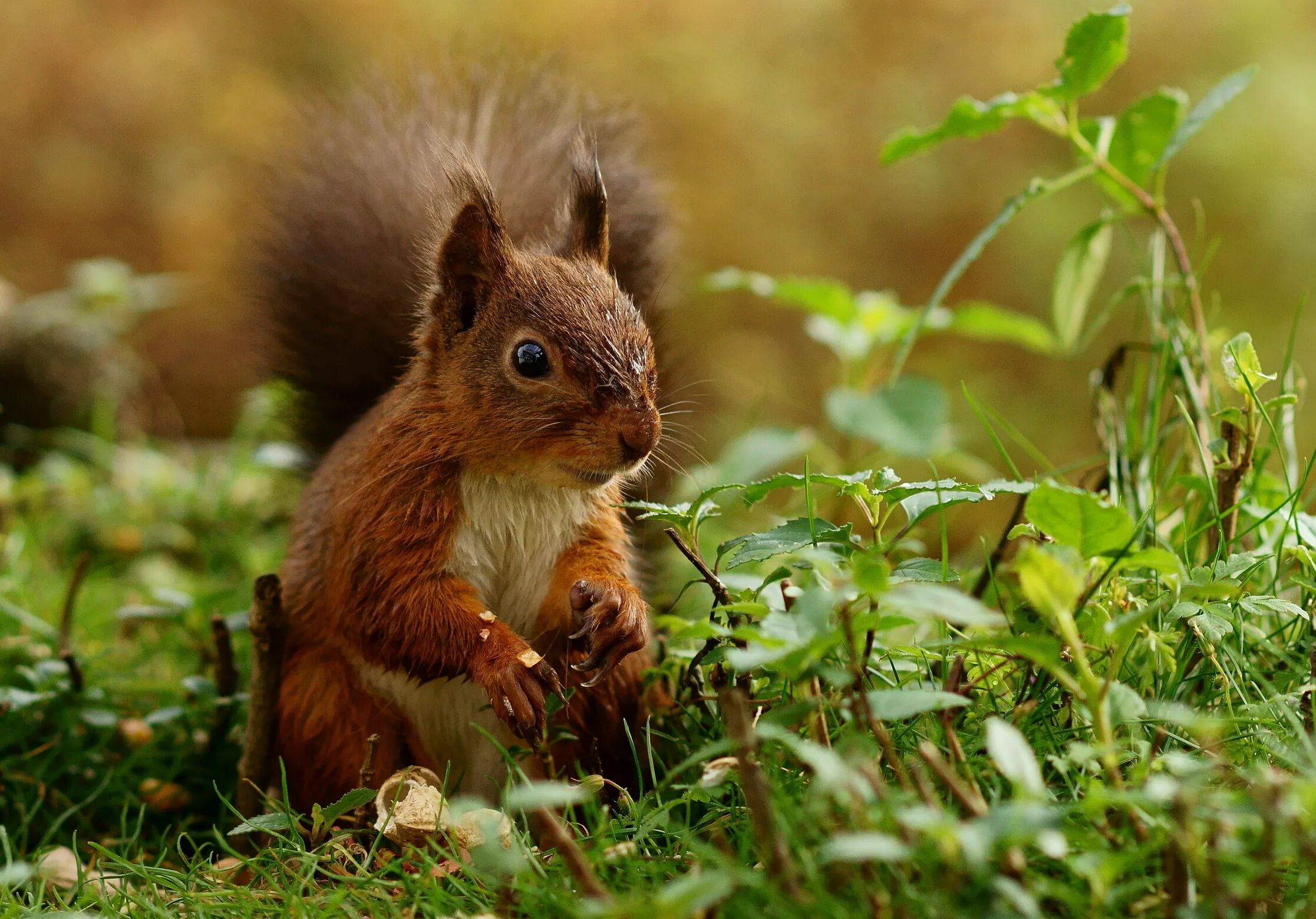 Download wallpaper berries, tree, animal, mushrooms, moss, protein, rodent, sect