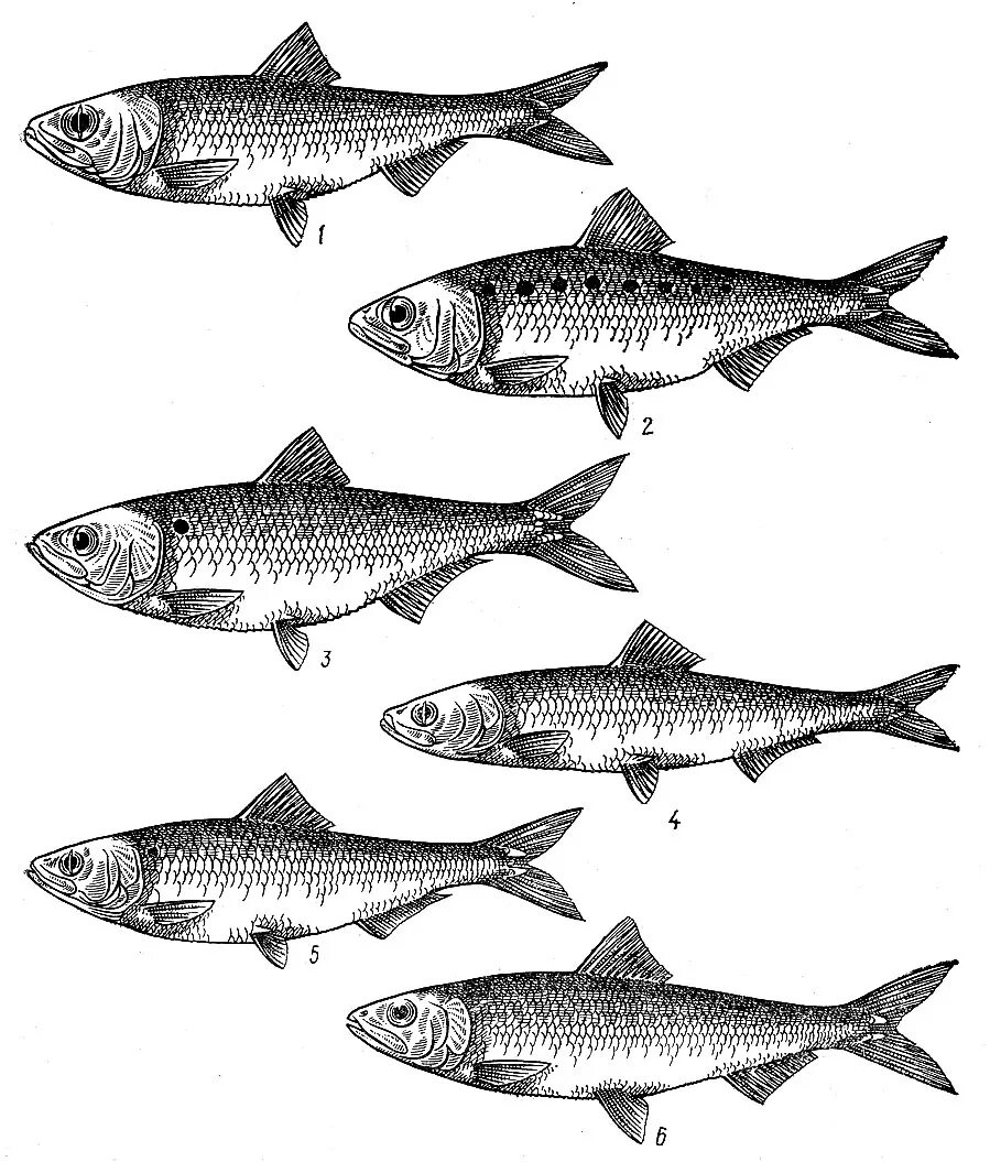 Промысловые группы рыб. Отряд Сельдеобразные. Отряд Сельдеобразные рыбы. Отряд Сельдеобразные сельди. Карпообразные и Сельдеобразные.