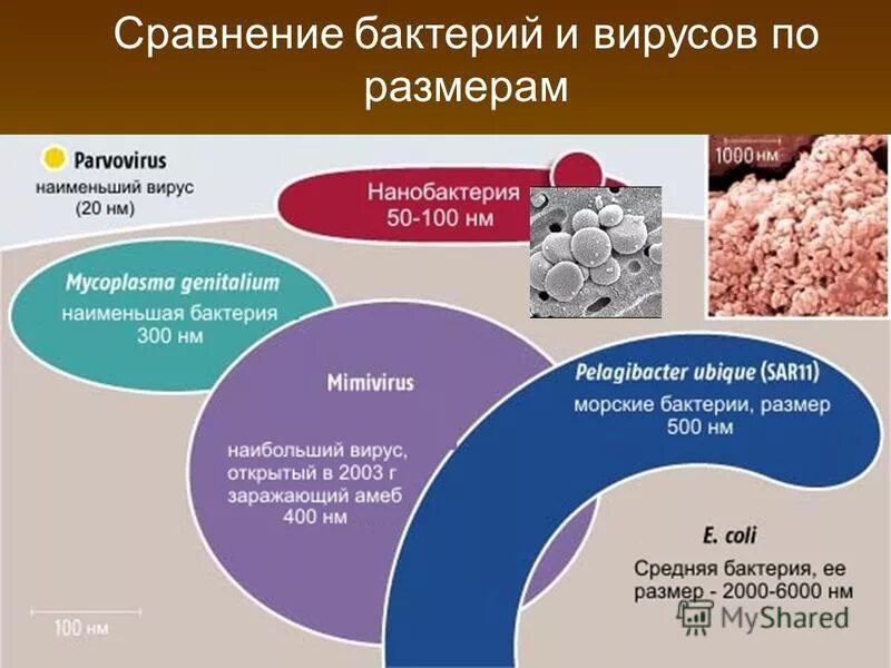 Размер вируса и бактерии сравнение. Размеры микроорганизмов вирусы. Размеры вирусов и бактерий. Сравнительные Размеры микроорганизмов. Сравнение бактерий и вирусов