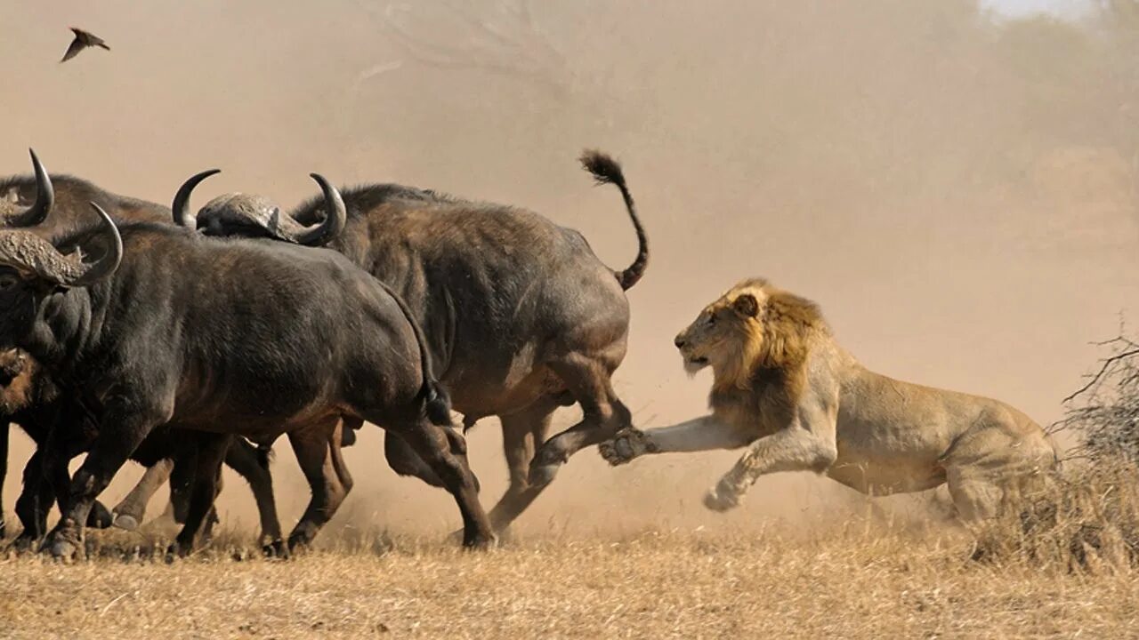 Мир животных буйволы. Прайд Львов против буйвола. Буйвол Буффало нападает. Африканский буйвол против Льва. Стадо буйволов.