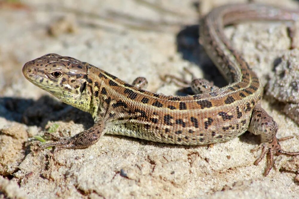 Прыткая ящерица обитает в. Ящерица прыткая (лат. Lacerta Agilis). Прыткая ящерица Lacerta Agilis. Ящерица прыткая горнокрымская. Ящерица прыткая (Lacerta Agilis Linnaeus).