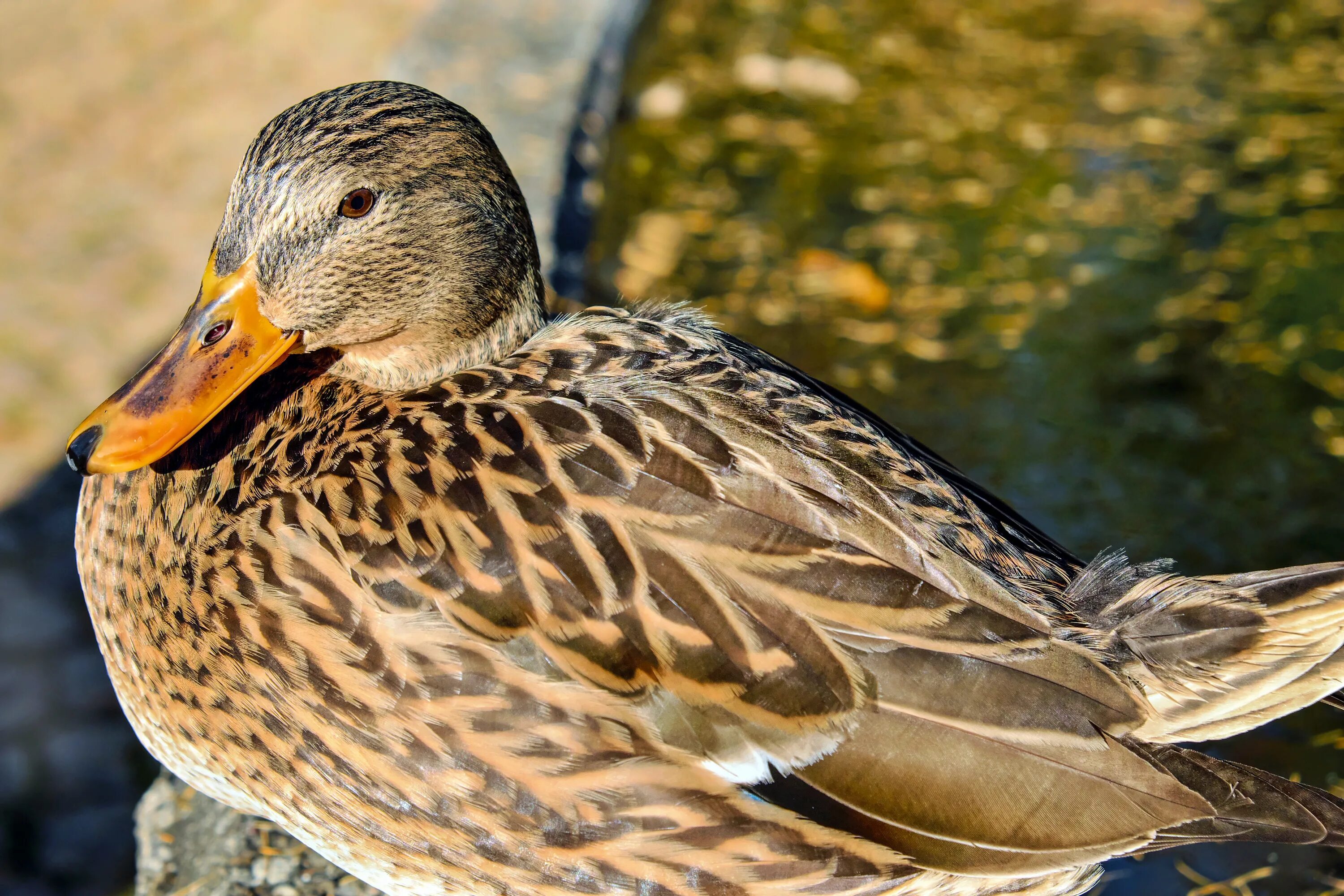 Duck bird